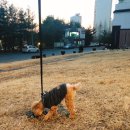 귀욤하개 이미지