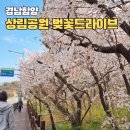 고운어린이공원 | 함양 상림공원 벚꽃 드라이브코스 4월 근처 맛집