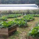 유나네농원 이미지