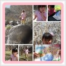 유나의 진달래 화전 축제 사진(완주 비봉초등학교 3학년 1반 천유나) 이미지