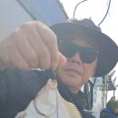 참가자미 이미지