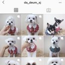 다듬펫살롱 네이버블로그