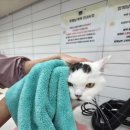 미용집사 | ✨ 전주 고양이 무마취 미용 추천! 집사가 강력 추천하는 ‘함께냥 전주점’ 내돈내산 솔직후기 🐾