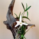 고목초등학교 이미지