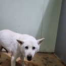 마루네 애견사랑 이미지