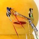 삼미콩국 이미지