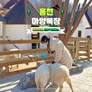 하양통 2 | 홍천 아이와 가볼만한곳 양떼목장 여행지 하양목장 입장료