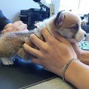 화천동물병원 이미지