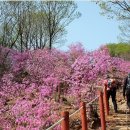 [토요근교]2013년 4월 20일 신규횐님 및 초보자와 함께하는 청계산 진달래능선+서울대공원 왕벚꽃 트래킹...이른 아침 산행(청계산입구역사내 07:00) 이미지