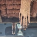 주식회사 테이블에이 고양이카페 | [홍대] 홍대유일 합법 실내 동물원, 라쿤 고양이카페 테이블에이 홍대점