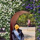 수미파크 | [충남] 태안안면도여행 코리아플라워파크 태안세계튤립꽃박람회 입장료, 주차, 사진꿀팁, 포토존