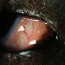 천안동물의료센터 24시 이미지