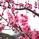 창원 고향의 봄 예술제 네이버블로그