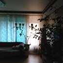 감람농장 이미지