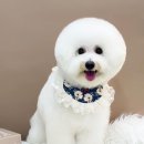 카멜리몽 이미지