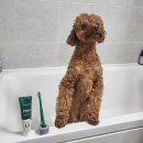 (주)미덴탈렙 | 입냄새 잡는 강아지 바르는 치약 플라고 한 달 써본 솔직후기