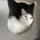 냥이의하루 카페.분양 이미지