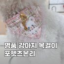 도그온리 이미지