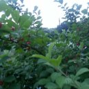 앵두나무집민박 이미지