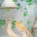 갈마치로 이미지