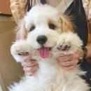 뉴마인하우스