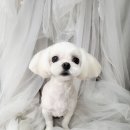 새침하개멍 이미지