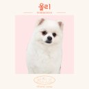 플렌몽 네이버블로그