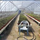 소나무농장 이미지