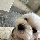 백현 동물병원 | [판교주민견 보리콩] 백현동물병원 - 백신 접종 후 이상반응 응급내원 후기