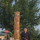 3개월 만에 짚단베기 수련 【 김해 청심검도장】 이미지