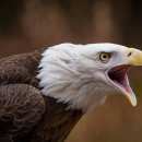 벌처(Vulture) 이미지