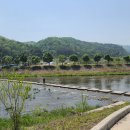 금강로 가로수길 이미지