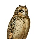 부엉이 농장 이미지