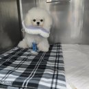 천왕중학교 | 불세출의 초소형 1kg대 미니비숑 4대 천왕 꼬미 로하 슈리 포롱이