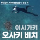 거북이 - 여수시 시청동2길 22 | 이시가키 거북이 포인트 <오사키 비치> 프리다이빙 후기