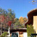 황토버섯 이미지