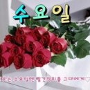 수요일 Daum카페