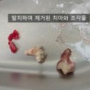 동물병원 All Pets 이미지