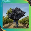 믿음의 동산 이미지