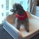 큐티펫 | 슬개골 탈구 예방에 좋은 안전한 코코리에또펫 강아지 침대