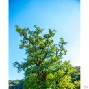 용문산 펜션 이미지