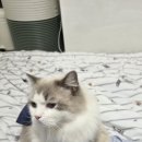 리치동물병원 | 반려동물 영양제 추천 | 우리 집 리치 아프지 말자