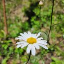 견불동정원 이미지