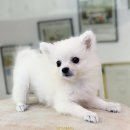 사비켄넬 이미지