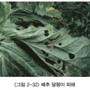 배추 - 충해(기생충) 무고자리파리(파리목 꽃파릿과), 무잎벌(벌목 잎벌과), 달팽이류 이미지