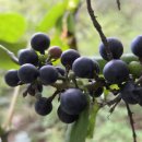 20250919 수락산 개복숭아와 머루 수확 이미지