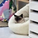 캠핑고양이 도곡점 | [강남고양이카페] 무릎냥이 옆에 무릎냥이 "캠핑고양이 양재" / 가격, 주차