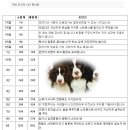 사람과 애견 이미지