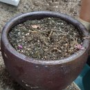 미림플라워 이미지