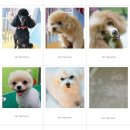 펫더스타일 이미지